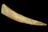 Pterosaur (Siroccopteryx) Tooth - Morocco #94133-1